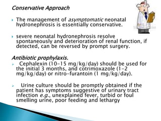 Conservative Approach
 The management of asymptomatic neonatal
hydronephrosis is essentially conservative.
 severe neonatal hydronephrosis resolve
spontaneously and deterioration of renal function, if
detected, can be reversed by prompt surgery.
Antibiotic prophylaxis.
 Cephalexin (10-15 mg/kg/day) should be used for
the initial 3 months, and cotrimoxazole (1-2
mg/kg/day) or nitro-furantoin (1 mg/kg/day).
 Urine culture should be promptly obtained if the
patient has symptoms suggestive of urinary tract
infection e.g., unexplained fever, turbid or foul
smelling urine, poor feeding and lethargy
 