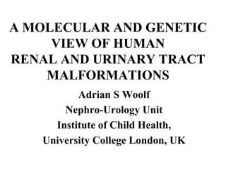 A MOLECULAR AND GENETIC
     VIEW OF HUMAN
RENAL AND URINARY TRACT
    MALFORMATIONS
          Adrian S Woolf
       Nephro-Urology Unit
     Institute of Child Health,
   University College London, UK
 