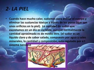 2- LA PIEL
• Cuando hace mucho calor, sudamos para enfriar el cuerpo y
eliminar las sustancias tóxicas a través de los poros (que son
unos orificios en la piel). La cantidad de sudor que
excretamos en un día es variable, aunque normalmente la
cantidad aproximada es de medio litro. (el sudor es un
líquido claro y de sabor salado, compuesto por agua y sales
minerales, la cantidad y composición, esta regulado por e l
sistema nervioso
 