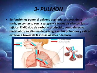 3- PULMON
• Su función es poner el oxígeno aspirado, a través de la
nariz, en contacto con la sangre y a través de ella con los
tejidos. El dióxido de carbono producido, como desecho
metabólico, se elimina de la sangre en los pulmones y sale al
exterior a través de las fosas nasales o la boca.
 