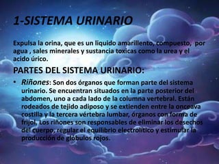 1-SISTEMA URINARIO
Expulsa la orina, que es un liquido amarillento, compuesto, por
agua , sales minerales y sustancia toxicas como la urea y el
acido úrico.
PARTES DEL SISTEMA URINARIO:
• Riñones: Son dos órganos que forman parte del sistema
urinario. Se encuentran situados en la parte posterior del
abdomen, uno a cada lado de la columna vertebral. Están
rodeados de tejido adiposo y se extienden entre la onceava
costilla y la tercera vértebra lumbar, órganos con forma de
frijol. Los riñones son responsables de eliminar los desechos
del cuerpo, regular el equilibrio electrolítico y estimular la
producción de glóbulos rojos.
 