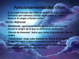Funcionamiento del riñón
• El principal función del riñón es formar la orina. Los riñones
fórmanos por nefronas células encargadas de filtrar y
depurar la sangre y formar orina.
Partes Nefronas
• Glomérulo : apelotonamiento de capilares por los que
circula la sangre de la que se eliminarán deshechos
• Cápsula de Bowman : bolsa que rodea al glomérulo, filtra la
sangre
• Túbulo renal : largo tubo doblado en forma de horquilla.
Reabsorbe agua y otras sustancias y excreta otras
• Conducto colector : Tubo común a varias nefronas que
conduce la orina formada a la pelvis
 