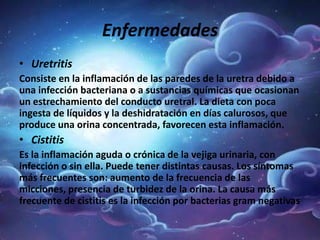 Enfermedades
• Uretritis
Consiste en la inflamación de las paredes de la uretra debido a
una infección bacteriana o a sustancias químicas que ocasionan
un estrechamiento del conducto uretral. La dieta con poca
ingesta de líquidos y la deshidratación en días calurosos, que
produce una orina concentrada, favorecen esta inflamación.
• Cistitis
Es la inflamación aguda o crónica de la vejiga urinaria, con
infección o sin ella. Puede tener distintas causas. Los síntomas
más frecuentes son: aumento de la frecuencia de las
micciones, presencia de turbidez de la orina. La causa más
frecuente de cistitis es la infección por bacterias gram negativas
 