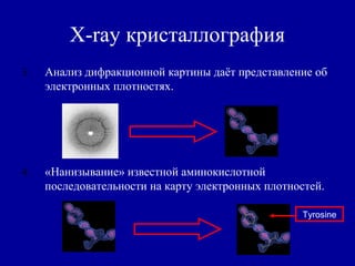 X-ray кристаллография
3. Анализ дифракционной картины даёт представление об
электронных плотностях.
4. «Нанизывание» известной аминокислотной
последовательности на карту электронных плотностей.
Tyrosine
 