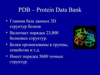 PDB – Protein Data Bank
• Главная база данных 3D
структур белков
• Включает порядка 23,000
белковых структур.
• Белки организованы в группы,
семейства и т.д.
• Имеет порядка 5600 точных
структур.
 