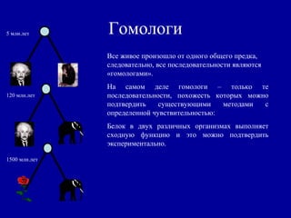 Гомологи
Все живое произошло от одного общего предка,
следовательно, все последовательности являются
«гомологами».
На самом деле гомологи – только те
последовательности, похожесть которых можно
подтвердить существующими методами с
определенной чувствительностью:
Белок в двух различных организмах выполняет
сходную функцию и это можно подтвердить
экспериментально.
5 млн.лет
120 млн.лет
1500 млн.лет
 