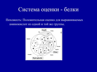 Система оценки - белки
Похожесть: Положительная оценка для выравниваемых
аминокислот из одной и той же группы.
 
