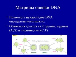Матрицы оценки DNA
• Похожесть нуклеотидов DNA
определить невозможно.
• Основания делятся на 2 группы: пурины
(A,G) и пиримидины (C,T)
 