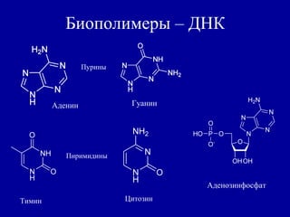 Биополимеры – ДНК
Аденин Гуанин
ЦитозинТимин
Аденозинфосфат
Пурины
Пиримидины
 