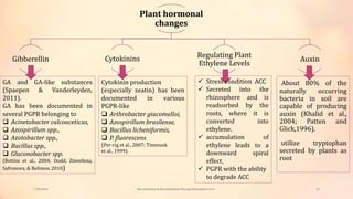 Bio stimulation & Bio remediation Through Rhizosphere Technology | PPTX