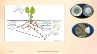 Bio stimulation & Bio remediation Through Rhizosphere Technology | PPTX