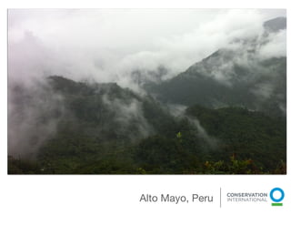 Alto Mayo, Peru
              
 