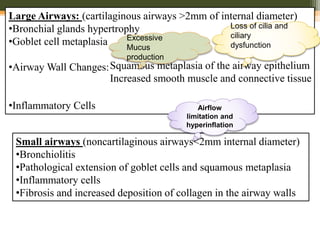 Large Airways: (cartilaginous airways >2mm of internal diameter)
•Bronchial glands hypertrophy
•Goblet cell metaplasia
•Airway Wall Changes:
•Inflammatory Cells
Squamous metaplasia of the airway epithelium
Increased smooth muscle and connective tissue
Small airways (noncartilaginous airways<2mm internal diameter)
•Bronchiolitis
•Pathological extension of goblet cells and squamous metaplasia
•Inflammatory cells
•Fibrosis and increased deposition of collagen in the airway walls
Excessive
Mucus
production
Loss of cilia and
ciliary
dysfunction
Airflow
limitation and
hyperinflation
 