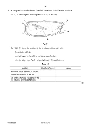 12
0610/31/M/J/15© UCLES 2015
4 A biologist made a slide of some epidermal cells from a scale leaf of an onion bulb.
Fig. 4.1 is a drawing that the biologist made of one of the cells.
D
A
B
C
Fig. 4.1
(a) Table 4.1 shows the functions of the structures within a plant cell.
Complete the table by:
naming the part of the cell that carries out each function
using the letters from Fig. 4.1 to identify the part of the cell named.
Table 4.1
function letter from Fig. 4.1 name
resists the turgor pressure of the cell
controls the activities of the cell
site of the chemical reactions of the
cell including synthesis of proteins
[3]
 