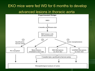 EKO mice were fed WD for 6 months to developEKO mice were fed WD for 6 months to develop
advanced lesions in thoracic aortaadvanced lesions in thoracic aorta
 
