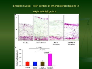 Smooth muscle -actin content of atherosclerotic lesions inSmooth muscle -actin content of atherosclerotic lesions in
experimental groupsexperimental groups..
 
