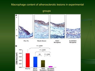 Macrophage content of atherosclerotic lesions in experimentalMacrophage content of atherosclerotic lesions in experimental
groupsgroups
 