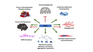 Comprehensive Overview of Von Willebrand Factor and Primary Hemostasis ...