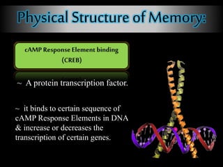 Physical Structure of Memory:
~ A protein transcription factor.
~ it binds to certain sequence of
cAMP Response Elements in DNA
& increase or decreases the
transcription of certain genes.
 