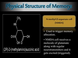 Physical Structure of Memory:
• Used to trigger memory
allocation.
• NMDA cell receives a
molecule of glutamate
along with regular
neurotransmitters and it
gets excited (triggered).
 