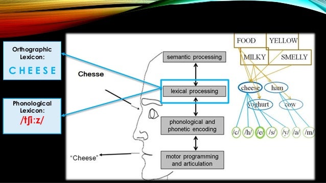 word length effects in visual word recognition Previous studies have reported facilitatory effects of semantic richness on word recognition (eg, yap et al, 2012) these effects suggest that word meaning is an important contributor to lexical decision task (ldt) performance, but what are the effects of repeated ldt practice on these semantic . word length effects in visual word recognition Previous studies have reported facilitatory effects of semantic richness on word recognition (eg, yap et al, 2012) these effects suggest that word meaning is an important contributor to lexical decision task (ldt) performance, but what are the effects of repeated ldt practice on these semantic .