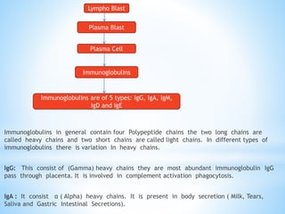 Immunoglobulins in general contain four Polypeptide chains the two long chains are
called heavy chains and two short chains are called light chains. In different types of
immunoglobulins there is variation In heavy chains.
IgG: This consist of (Gamma) heavy chains they are most abundant immunoglobulin IgG
pass through placenta. It is involved in complement activation phagocytosis.
IgA : It consist α ( Alpha) heavy chains. It is present in body secretion ( Milk, Tears,
Saliva and Gastric Intestinal Secretions).
Lympho Blast
Plasma Blast
Plasma Cell
Immunoglobulins
Immunoglobulins are of 5 types: IgG, IgA, IgM,
IgD and IgE
 