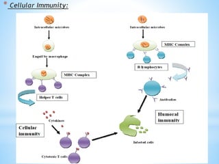 * Cellular Immunity:
 