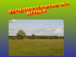 VÝCHODOSLOVENSKÁ  NÍŽINA 