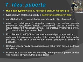 7. fáza :  puberta trvá 6 až 8 týždňov  a na ňu nadväzuje štádium mladého psa fyziologickým základom puberty je  dozrievanie pohlavných žliaz u malých plemien psov prichádza puberta oveľa skôr ako u veľkých ešte pred nástupom fyziologickej sexuality sa začína puberta prejavovať v psychickej oblasti. Z poslušného psa sa z ničoho nič stane náladové a neposlušné zviera. Pes prestáva vykonávať aj cviky. Po odznení puberty sa pes upokojí. Po puberte môže dôjsť k vážnemu stretu medzi psom a psovodom,  o dominantné postavenie, a to tam, kde pes necíti dostatočnú prevahu psovoda. Suky sú v tomto ohľade menej priebojné a snažia sa podriadiť. Správne vedený mladý pes nadobúda po pohlavnom dozretí skutočnú sebaistotu. Puberta síce zastaví rast tela do výšky, ale organizmus potrebuje ešte viac než rok, aby zmohutnel a plne dozrel. 