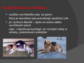 Napodobovacia metóda využitie vycvičeného psa  so psom,  ktorý je necvičený pes prevádzajú spoločný cvik pri výchove šteniat – spolu so sukou alebo vycvičeným psom  napr. v športovej kynológii: pri rozvíjaní zloby a odvahy, prekonávaní prekážok 