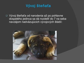 Vývoj šteňaťa Vývoj šteňaťa od narodenia až po pohlavne dospelého jedinca sa dá rozdeliť do 7 na seba navzájom nadväzujúcich vývojových štádií: 