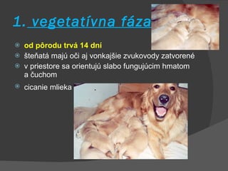 1.  vegetatívna fáza od pôrodu trvá 14 dní šteňatá majú oči aj vonkajšie zvukovody zatvorené v priestore sa orientujú slabo fungujúcim hmatom a čuchom cicanie mlieka   