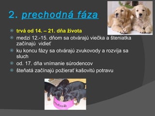 2.  prechodná fáza trvá od 14. – 21. dňa života medzi 12.-15. dňom sa otvárajú viečka a šteniatka začínajú   vidieť ku koncu fázy sa otvárajú zvukovody a rozvíja sa sluch od. 17. dňa vníman i e súrodencov šteňatá začínajú požierať kašovitú potravu 
