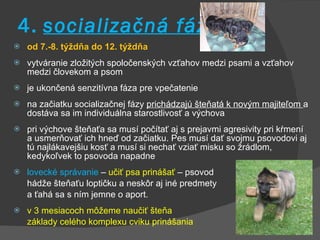 4.   socializačná fáza od 7.-8. týždňa do 12. týždňa vytváranie zložitých spoločenských vzťahov medzi psami a vzťahov medzi človekom a psom je ukončená senzitívna fáza pre vpečatenie na začiatku socializačnej fázy  prichádzajú šteňatá k novým majiteľom  a dostáva sa im individuálna starostlivosť a výchova pri výchove šteňaťa sa musí počítať aj s prejavmi agresivity pri kŕmení a usmerňovať ich hneď od začiatku. Pes musí dať svojmu psovodovi aj tú najlákavejšiu kosť a musí si nechať vziať misku so žrádlom, kedykoľvek to psovoda napadne lovecké správanie  –  učiť psa prinášať  – psovod  hádže šteňaťu loptičku a neskôr aj iné predmety  a ťahá sa s ním jemne o aport.  v 3 mesiacoch môžeme naučiť šteňa  základy celého komplexu cviku prinášania 