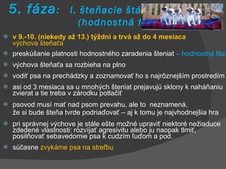 5. fáza :  I. šteňacie štádium    (hodnostná fáza) v 9.-10. (niekedy až 13.) týždni a trvá až do 4 mesiaca výchova šteňaťa preskúšanie platnosti hodnostného zaradenia šteniat  – hodnostná fáza výchova šteňaťa sa rozbieha na plno vodiť psa na prechádzky a zoznamovať ho s najrôznejším prostredím asi od 3 mesiaca sa u mnohých šteniat prejavujú sklony k naháňaniu zvierat a tie treba v zárodku potlačiť psovod musí mať nad psom prevahu, ale to  neznamená,  že si bude šteňa tvrde podriaďovať – aj k tomu je najvhodnejšia hra pri správnej výchove je stále ešte možné upraviť niektoré nežiaduce zdedené vlastnosti: rozvíjať agresivitu alebo ju naopak tlmiť, posilňovať sebavedomie psa k cudzím ľuďom a pod. súčasne  zvykáme psa na streľbu  
