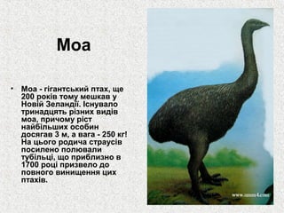 Моа
• Моа - гігантський птах, ще
200 років тому мешкав у
Новій Зеландії. Існувало
тринадцять різних видів
моа, причому ріст
найбільших особин
досягав 3 м, а вага - 250 кг!
На цього родича страусів
посилено полювали
тубільці, що приблизно в
1700 році призвело до
повного винищення цих
птахів.

 