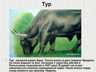 Тур

•

Тур - великий родич бика. Тисячі років ці дикі тварини бродили
по лісах Європи та Азії. Останній з турів був убитий в
Польському королівстві в 1627 році. В даний час вчені
намагаються шляхом схрещування корів і биків різних порід
знову вивести цю красиву тварину.

 