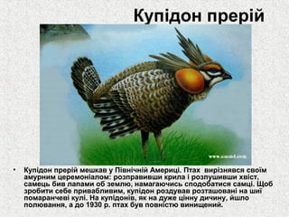 Купідон прерій

•

Купідон прерій мешкав у Північній Америці. Птах вирізнявся своїм
амурним церемоніалом: розправивши крила і розпушивши хвіст,
самець бив лапами об землю, намагаючись сподобатися самці. Щоб
зробити себе привабливим, купідон роздував розташовані на шиї
помаранчеві кулі. На купідонів, як на дуже цінну дичину, йшло
полювання, а до 1930 р. птах був повністю винищений.

 
