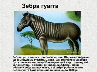 Зебра гуагга

•

Зебри гуагга жили в тропічній частині Південної Африки
ще в минулому столітті. Цікаво, що смугастою ця зебра
була лише наполовину! Винищили цей вид голландські
колонізатори, які жили в Південній Африці, Вони
вбивали зебр заради м'яса, а зі шкіри робили мішки.
Зебра гуагга була повністю винищена до 1880 р.

 