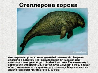 Стеллерова корова

•

Стеллерова корова - родич дюгонів і ламантинів. Тварина
досягала в довжину 8 м і важила майже 6т! Мешкав цей
велетень в холодних водах північної частини Тихого океану і
харчувався водоростями. Моряки дуже цінували її жир, а також
м'ясо, вважаючи його кращим за яловичину. Морська корова
зникла назавжди приблизно в 1769 році.

 