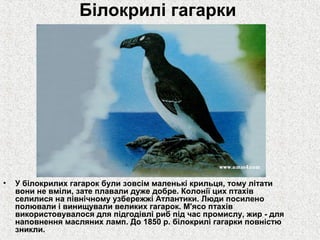 Білокрилі гагарки

•

У білокрилих гагарок були зовсім маленькі крильця, тому літати
вони не вміли, зате плавали дуже добре. Колонії цих птахів
селилися на північному узбережжі Атлантики. Люди посилено
полювали і винищували великих гагарок. М'ясо птахів
використовувалося для підгодівлі риб під час промислу, жир - для
наповнення масляних ламп. До 1850 р. білокрилі гагарки повністю
зникли.

 