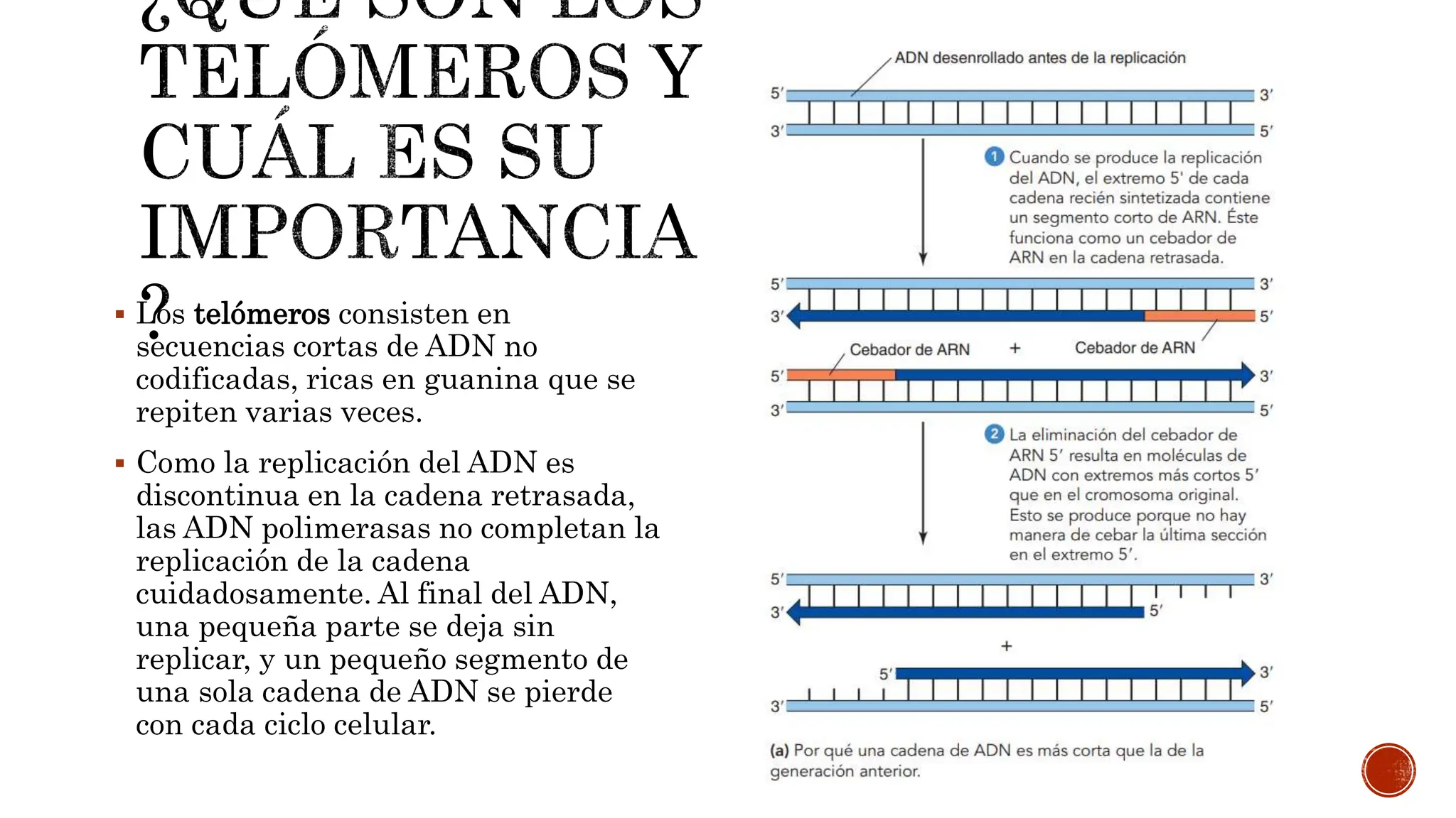 TELOMEROS Y ACCION DE LA TELOMERASA.pptx