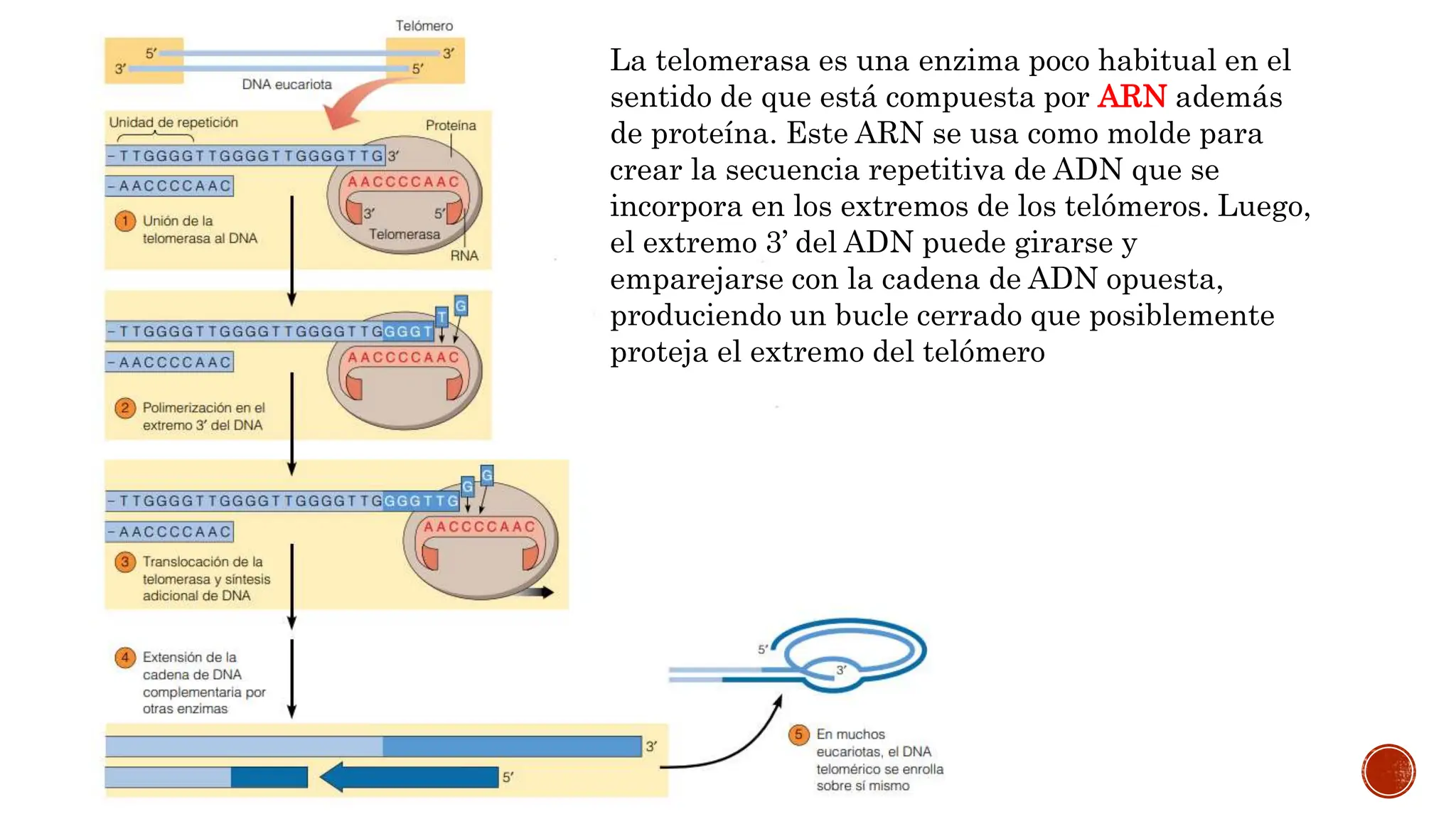 TELOMEROS Y ACCION DE LA TELOMERASA.pptx