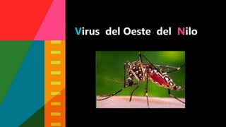 Virus del Oeste del Nilo
 