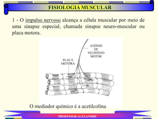 FISIOLOGIA MUSCULAR
PROFESSOR ALEXANDRE
1 - O impulso nervoso alcança a célula muscular por meio de
uma sinapse especial, chamada sinapse neuro-muscular ou
placa motora.
O mediador químico é a acetilcolina.
 