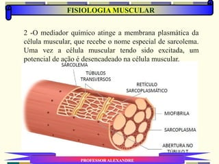 PROFESSOR ALEXANDRE
2 -O mediador químico atinge a membrana plasmática da
célula muscular, que recebe o nome especial de sarcolema.
Uma vez a célula muscular tendo sido excitada, um
potencial de ação é desencadeado na célula muscular.
FISIOLOGIA MUSCULAR
 