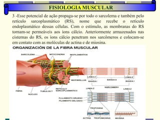 FISIOLOGIA MUSCULAR
3 -Esse potencial de ação propaga-se por todo o sarcolema e também pelo
retículo sarcoplasmático (RS), nome que recebe o retículo
endoplasmático dessas células. Com o estímulo, as membranas do RS
tornam-se permeáveis aos íons cálcio. Anteriormente armazenados nas
cisternas do RS, os íons cálcio penetram nos sarcômeros e colocam-se
em contato com as moléculas de actina e de miosina.
 
