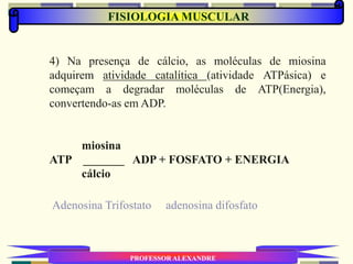 PROFESSOR ALEXANDRE
4) Na presença de cálcio, as moléculas de miosina
adquirem atividade catalítica (atividade ATPásica) e
começam a degradar moléculas de ATP(Energia),
convertendo-as em ADP.
miosina
ATP _______ ADP + FOSFATO + ENERGIA
cálcio
FISIOLOGIA MUSCULAR
Adenosina Trifostato adenosina difosfato
 