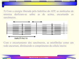 PROFESSOR ALEXANDRE
5) Com a energia liberada pela hidrólise do ATP, as moléculas de
miosina deslizam-se sobre as de actina, encurtando os
sarcômeros.
Com o encurtamento dos sarcômeros, as miofibrilas como um
todo encurtam, diminuindo o comprimento da célula inteira
 