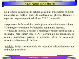 A Energética da Contração
PROFESSOR ALEXANDRE
No processo da respiração celular, as células musculares originam
moléculas de ATP, a partir da oxidação da glicose. Durante o
repouso, pequena quantidade desse ATP é consumida.
+ repouso + fosfocreatinina no citoplasma das células musculares
+Contração + consumo fosfocreatina acumulada repouso.
+ Atividade intensa, e apenas a respiração celular aeróbica não é
suficiente para suprir todo o ATP consumido na contração, as
células musculares passam a executar, além da respiração
aeróbica, a fermentação láctica.
mialgia, fadiga (incapacidade de responder adequadamente aos
estímulos ) e cãibras.
 